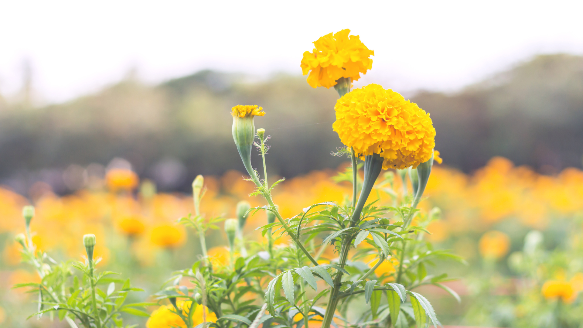 Growth stages of a marigold plant