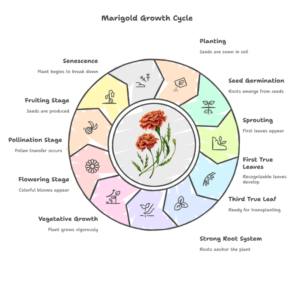 Marigold growth cycle