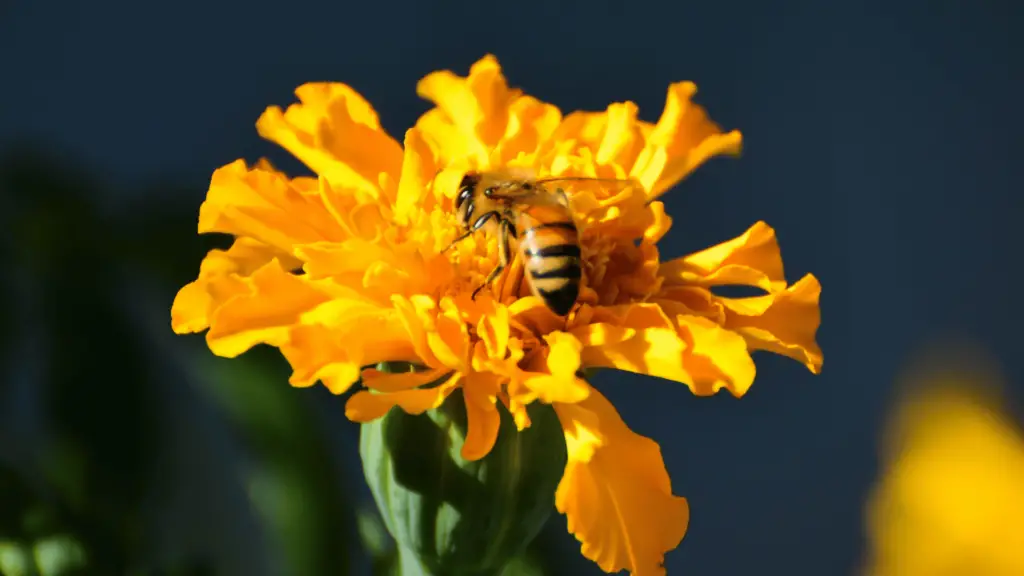 pollination in marigold