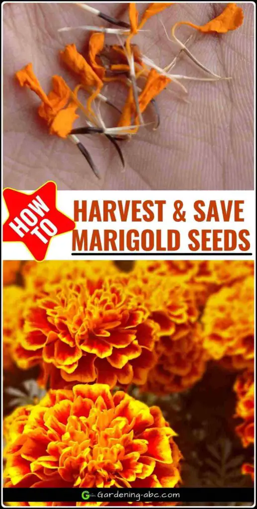 How to Harvest and Save Marigold Seeds