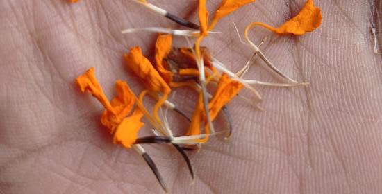 How to Harvest and Save Marigold Seeds