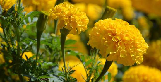 How Much Sunlight A Marigold Plant Need: Do They Need Full Sun