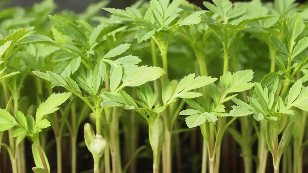 marigold true leaves