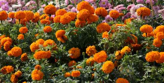 when to water marigolds