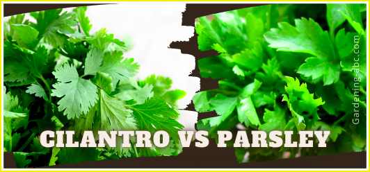 difference between parsley and cilantro