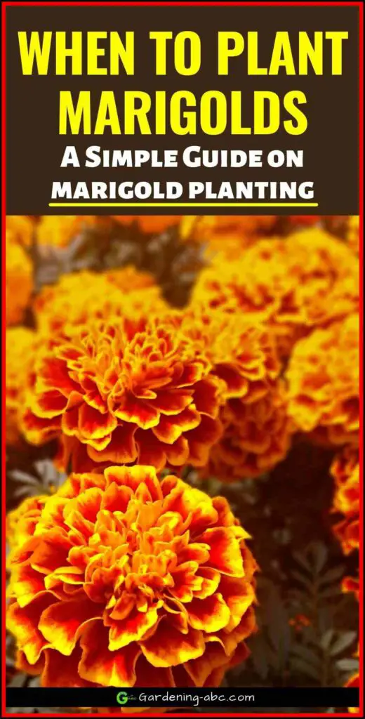 when to plant marigolds