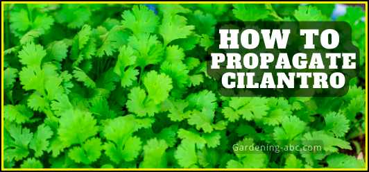 how to propagate cilantro