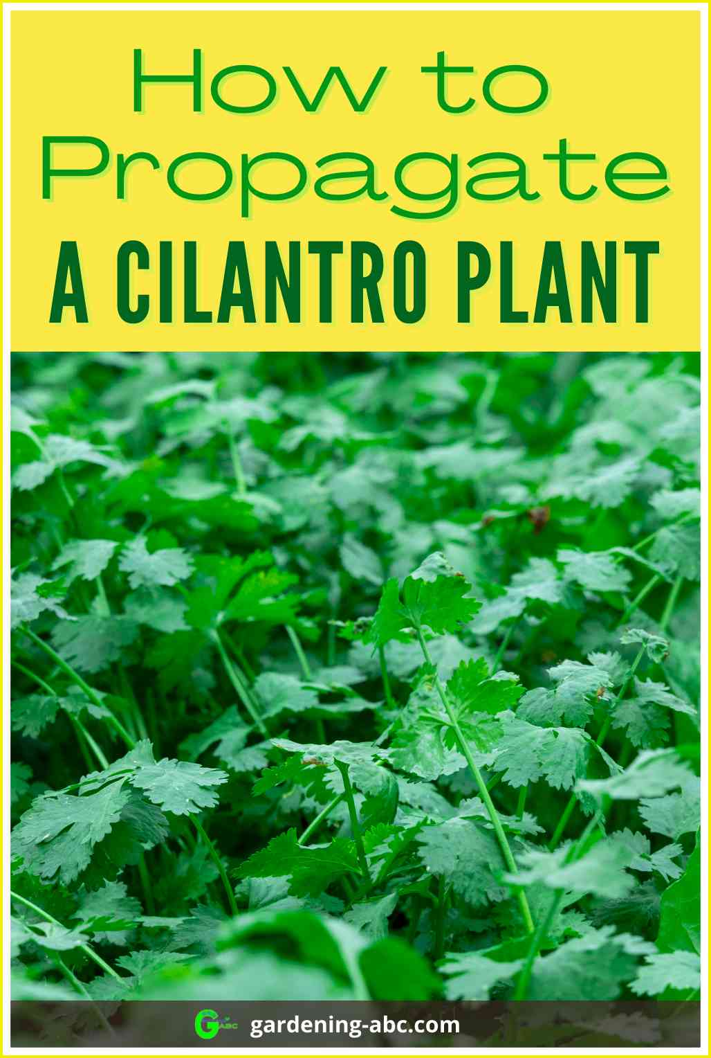  cilantro propagation