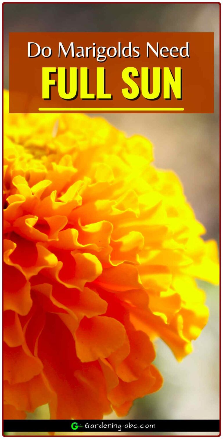 How Much Sunlight A Marigold Plant Need Do They Need Full Sun