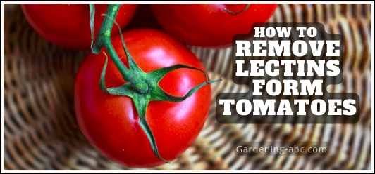 A Really Easy Way to Remove Lectins From Tomatoes