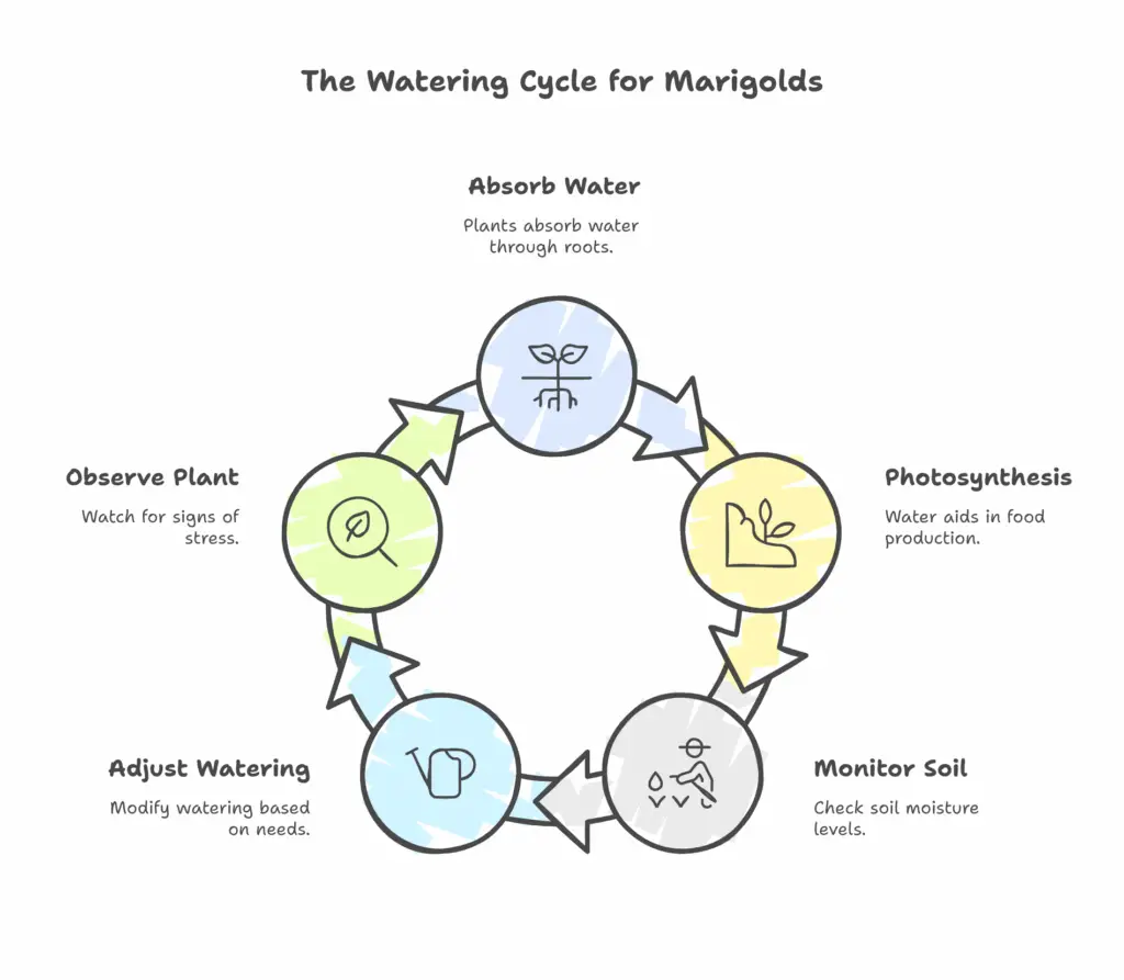 Marigold Watering