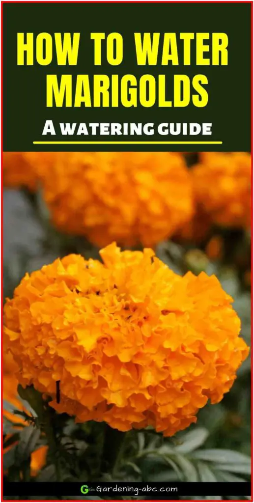 watering moarigolds