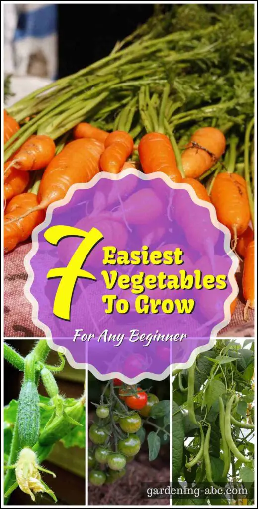 easiest vegetables to grow