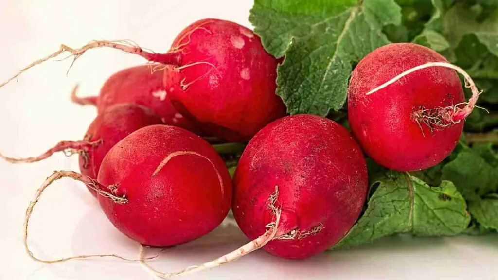 radish growing