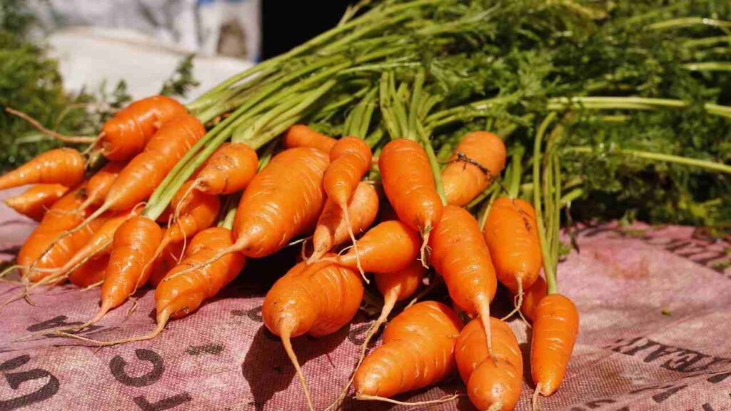 carrots growing