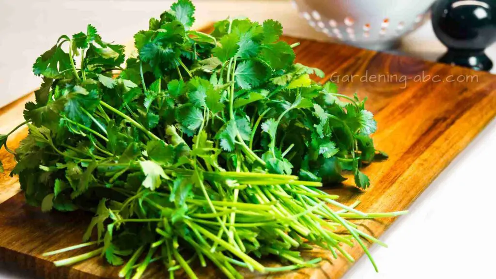 how to store cilantro