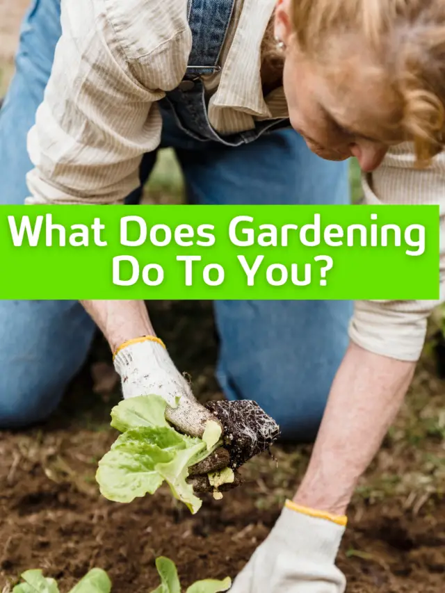 What Does Gardening Do To You [Amazing Benefits]