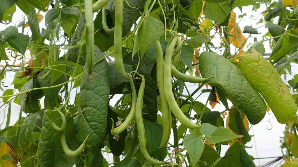 Beans are easiest vegetables to grow 