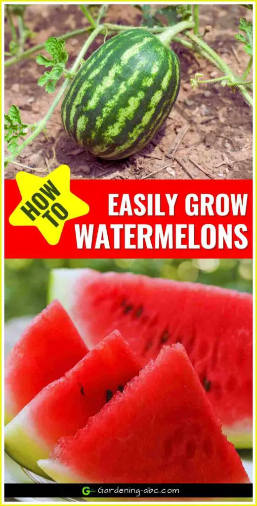 how to grow watermelons at home