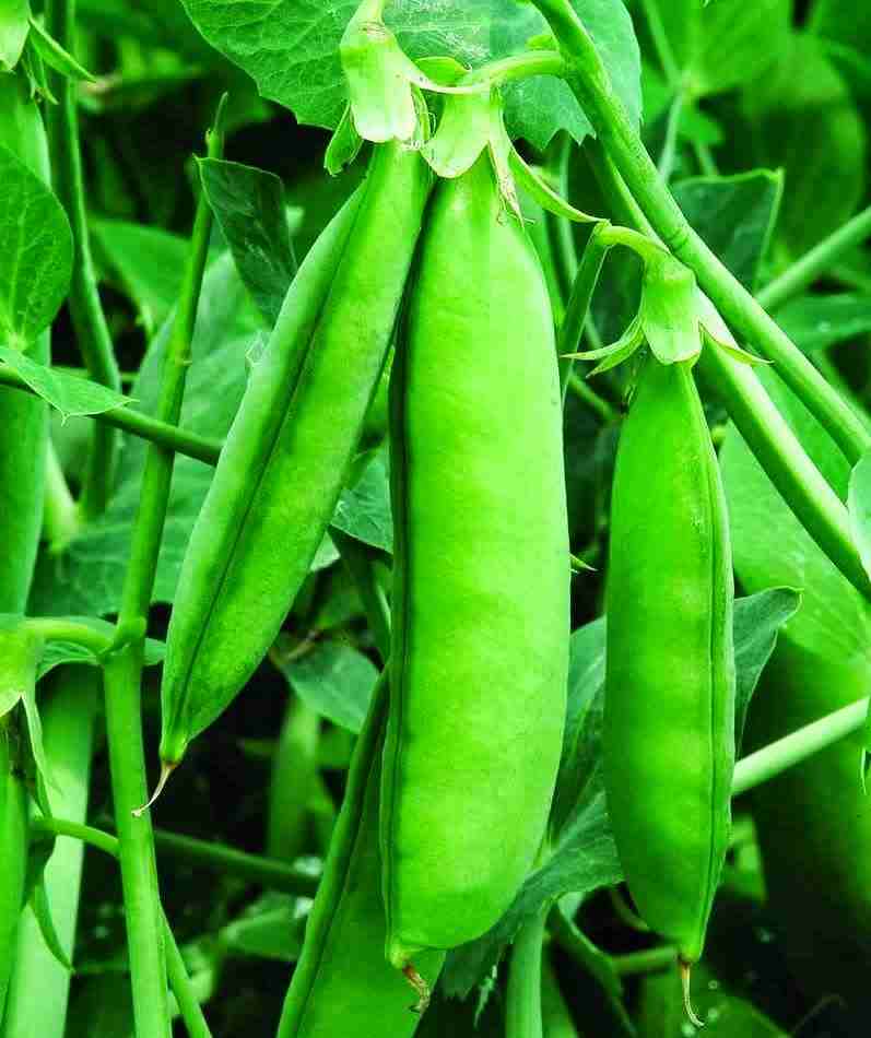 easiest vegetables to grow Peas