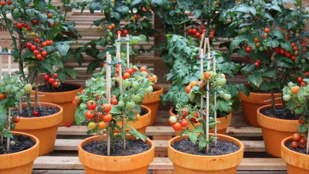 easiest vegetables to grow Tomatoes