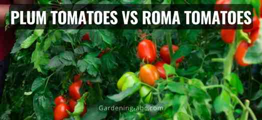 plum tomatoes vs roma tomatoes