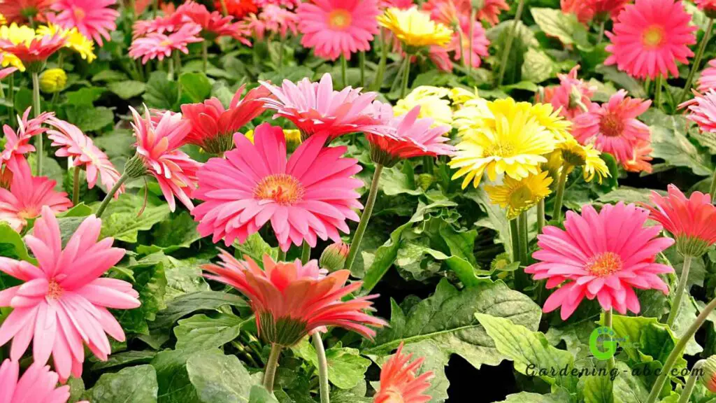 Gerbera Daisies from france