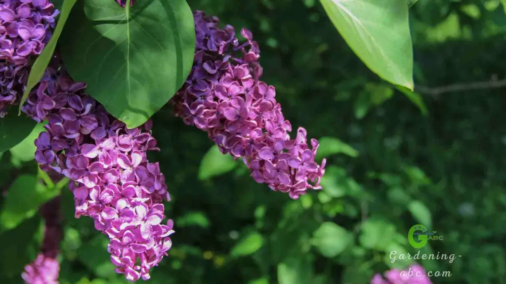 Lilac flowers