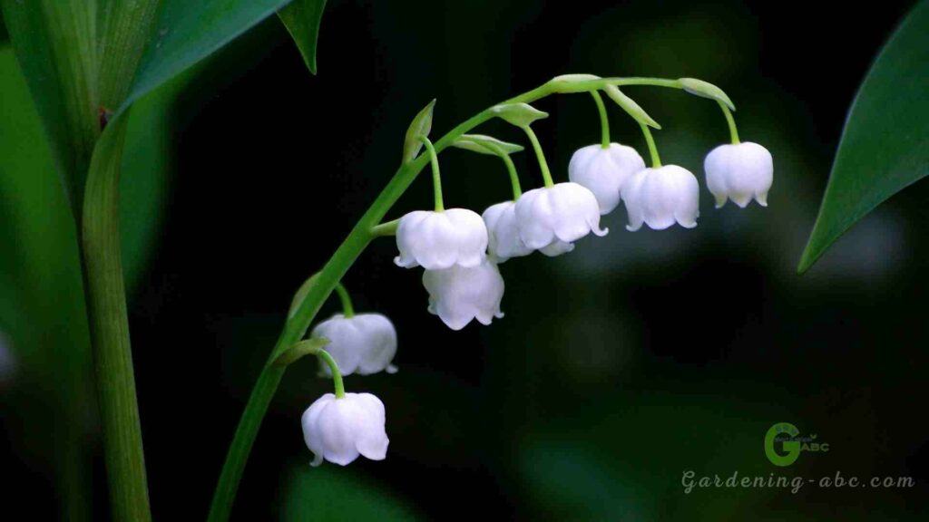 Lily of the Valley