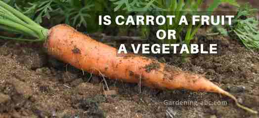 is carrot a fruit or vegetable