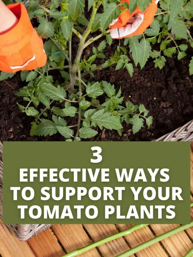 Simple ways to Support Your Tomato Plants