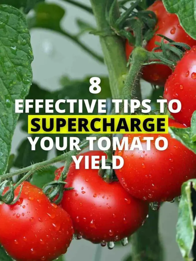8  Essential Tips to Supercharge Your Tomato Yield