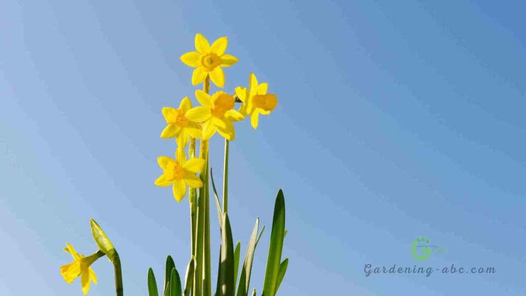 daffodils popular flower from france