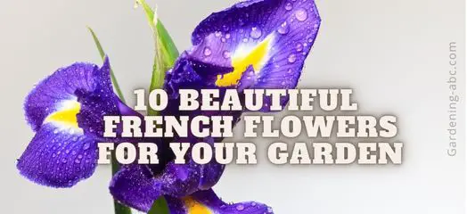 9 Most Popular Native French Flowers That You Can Grow In Your Garden
