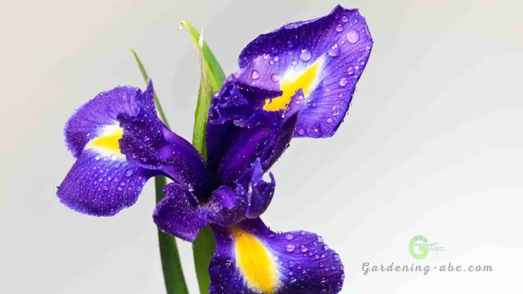 French flower iris