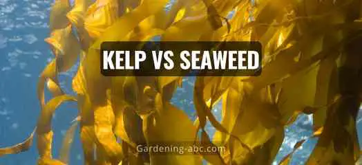 differences between Kelp and seaweed