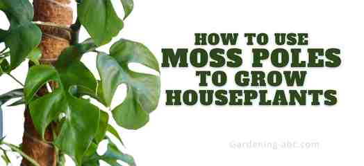 How to Use Moss poles to Grow Houseplants