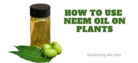 how to use neem oil on plants