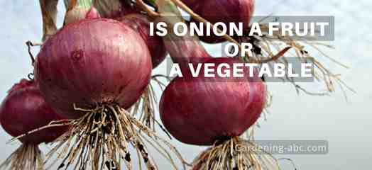 is onion a fruit or vegetable or root