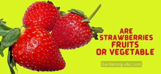 Are strawberries a fruit or vegetable