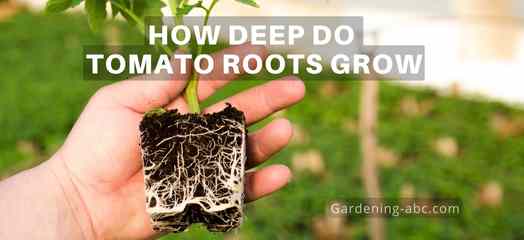 How Deep Do Tomato Roots Grow
