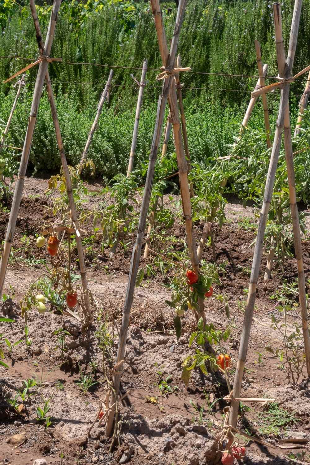tomato plant support