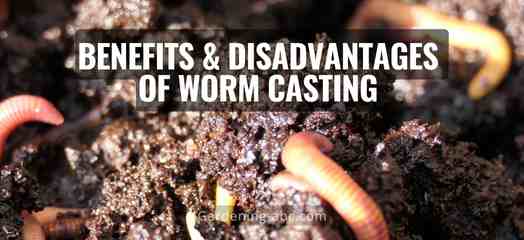 benefits and disadvantages of worm casting