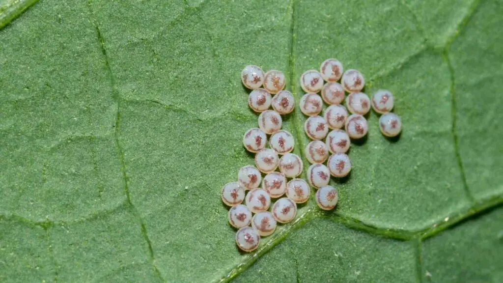 cabbage moth eggs