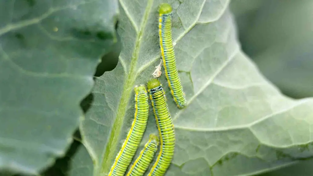 cabbage moth caterpillar