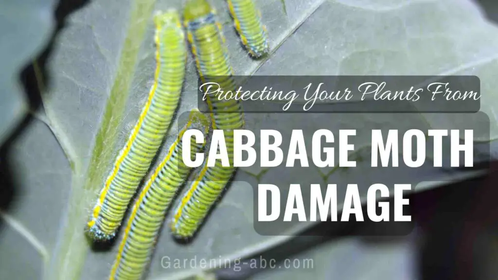 7 Ways To Protect Your Plants From Cabbage Moth Damage