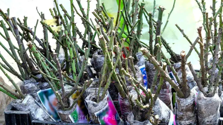 Bare Root Roses Care Guide: 2 Simple Ways to Plant The Roots