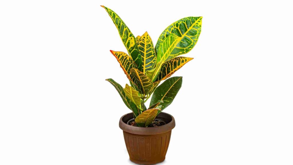 croton petra repotting