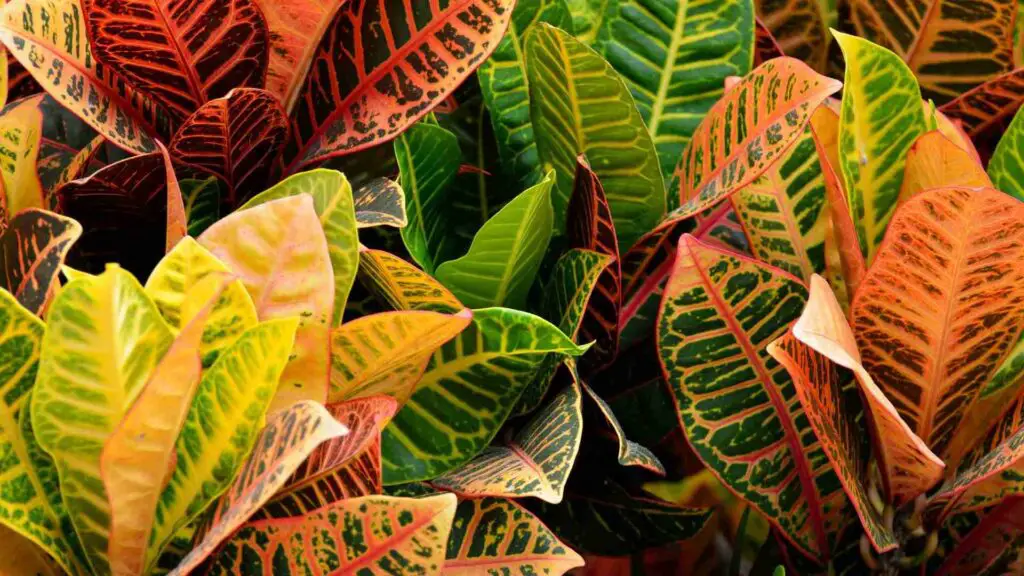 croton petra leaves