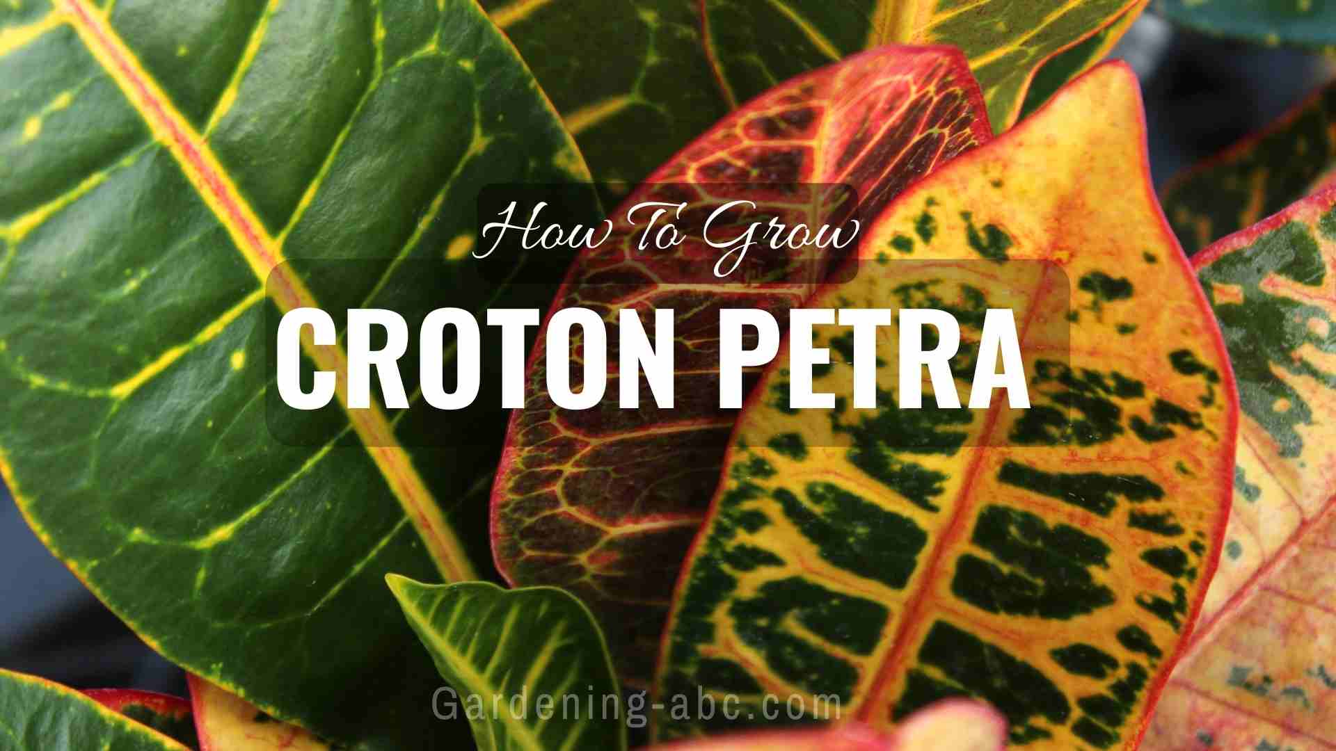 how to grow croton petra plants